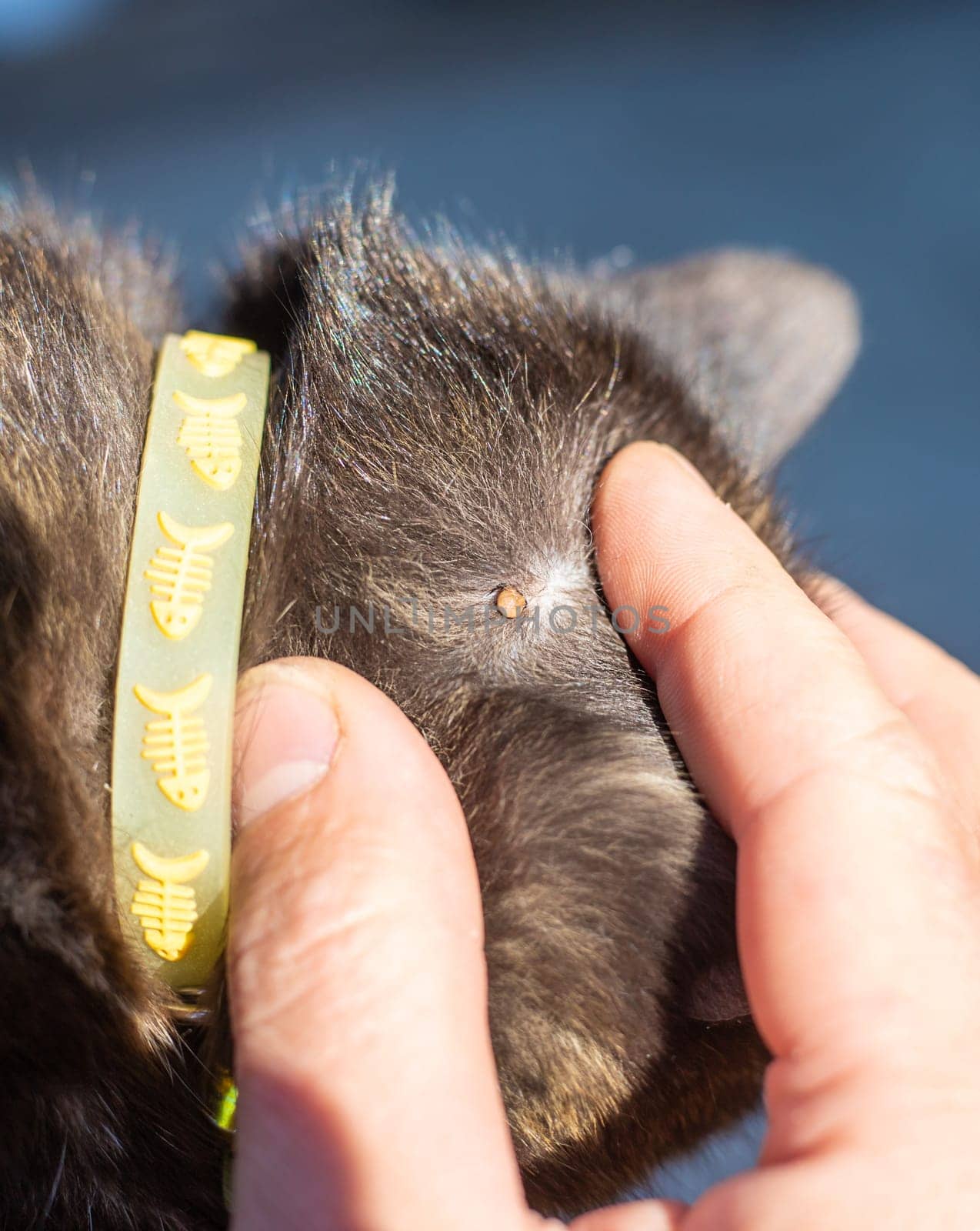 tick on a cat. Selective focus. animal.