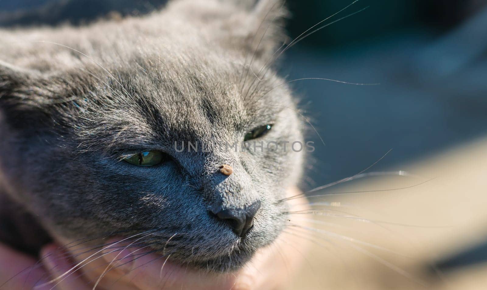 tick on a cat. Selective focus. animal.
