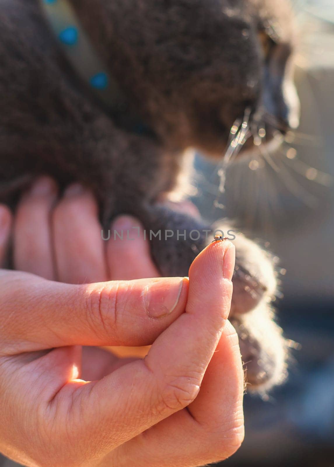 tick on a cat. Selective focus. animal.
