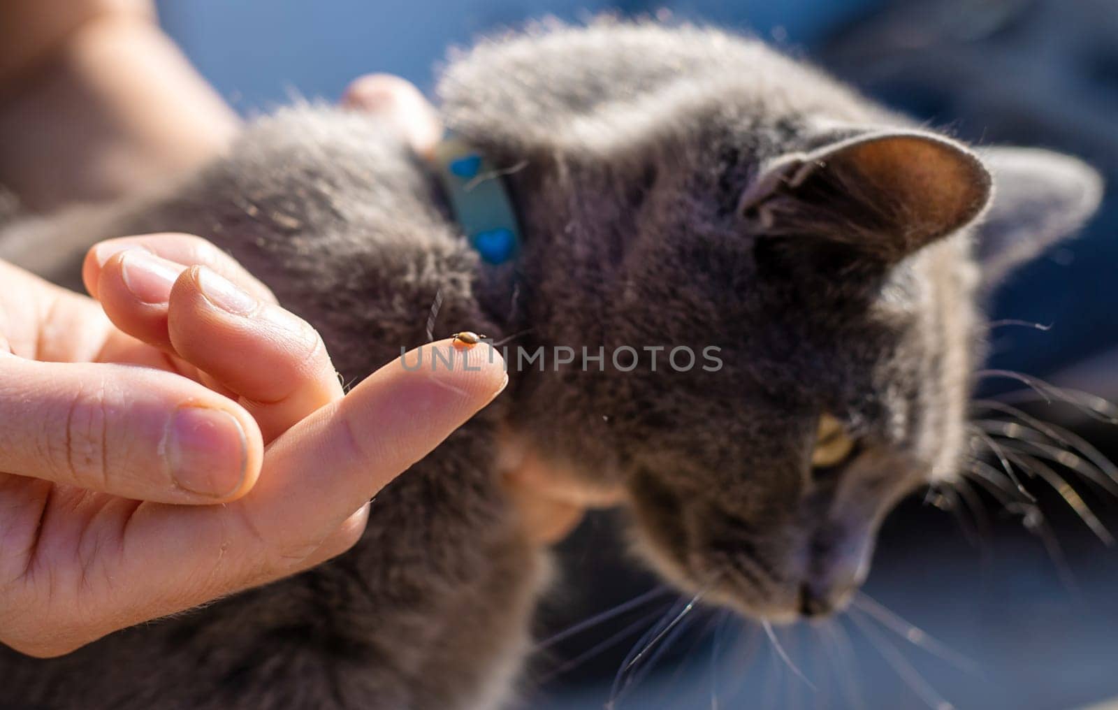 tick on a cat. Selective focus. animal.
