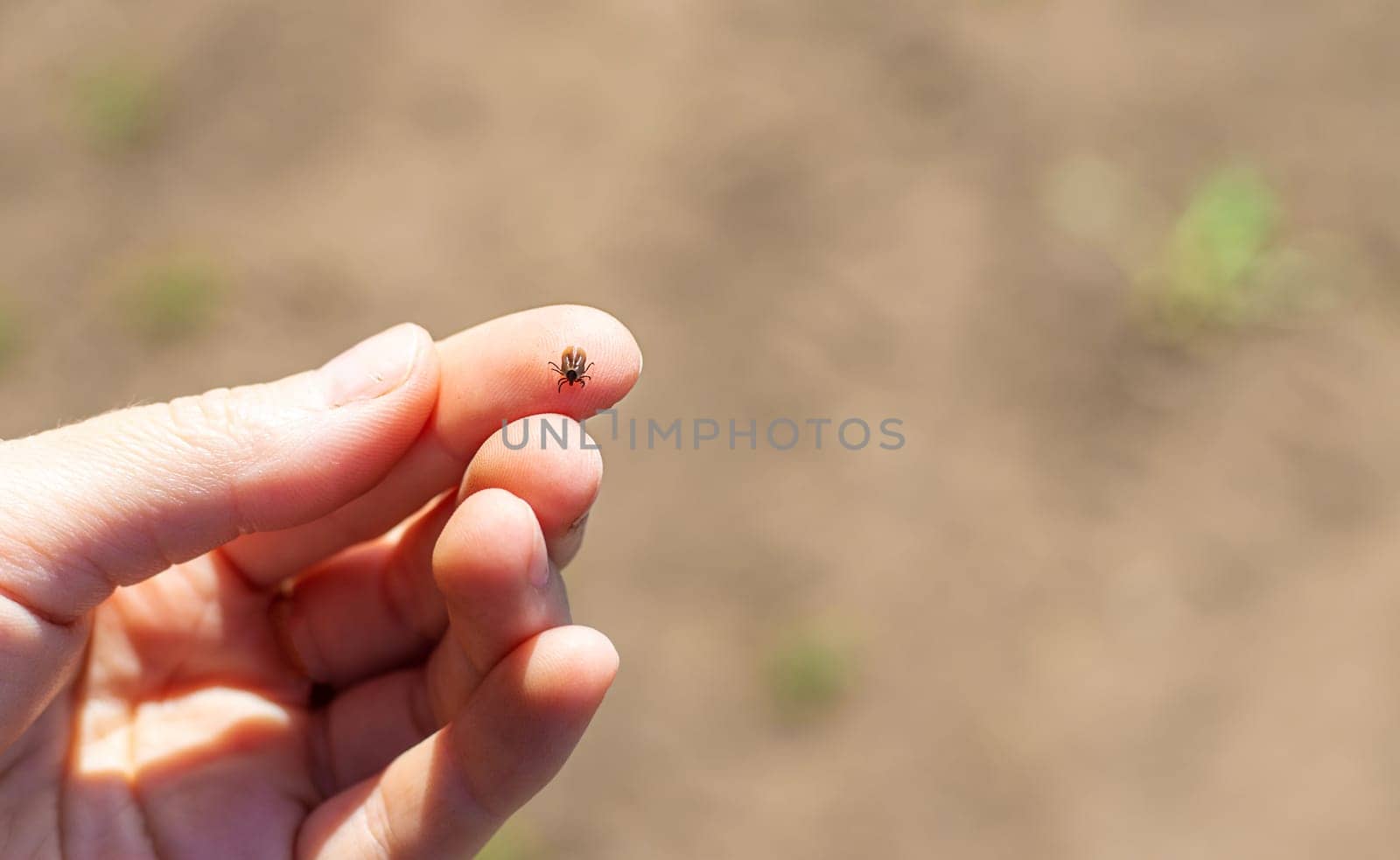 tick on a human hand. Selective focus. nature.