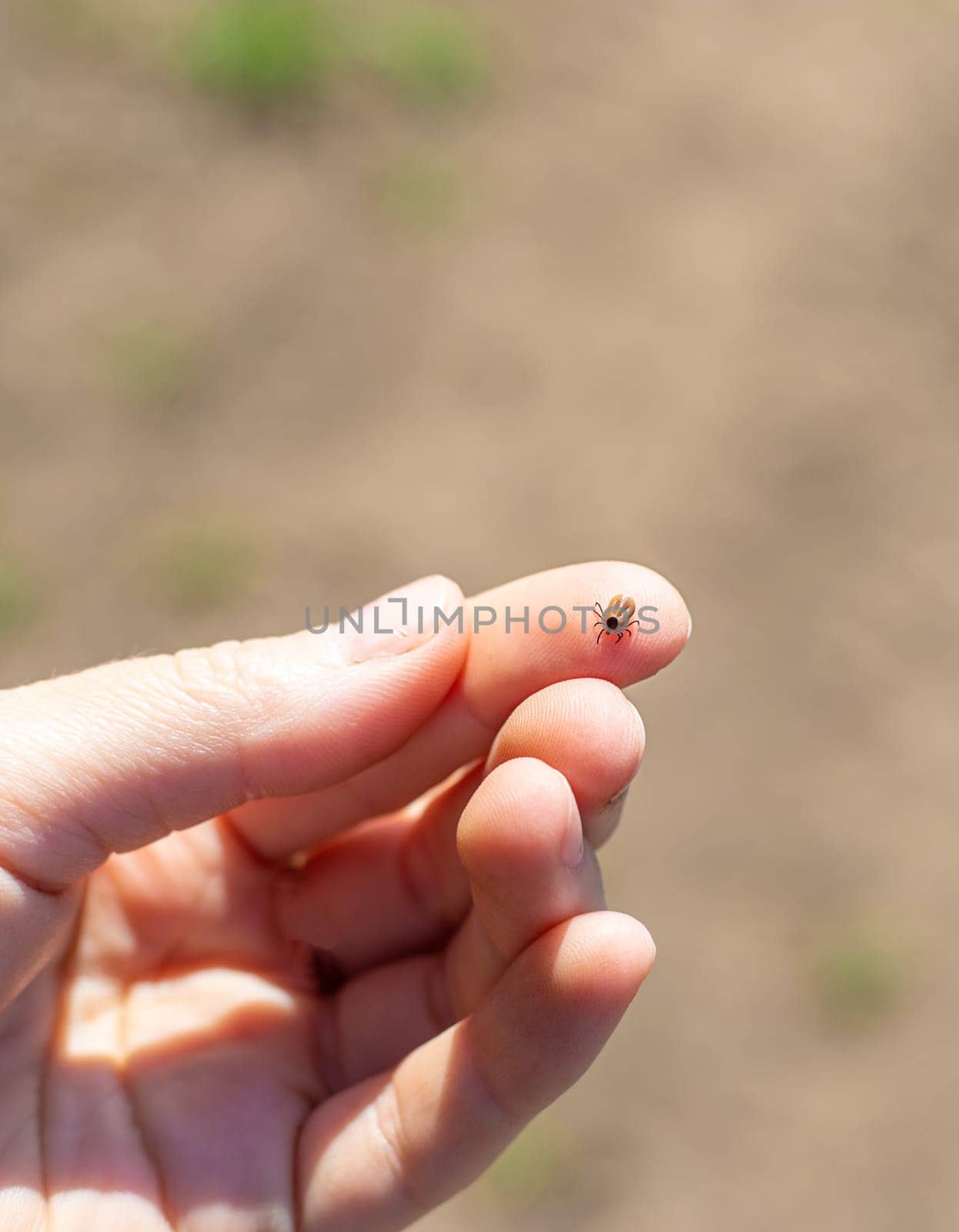 tick on a human hand. Selective focus. nature.