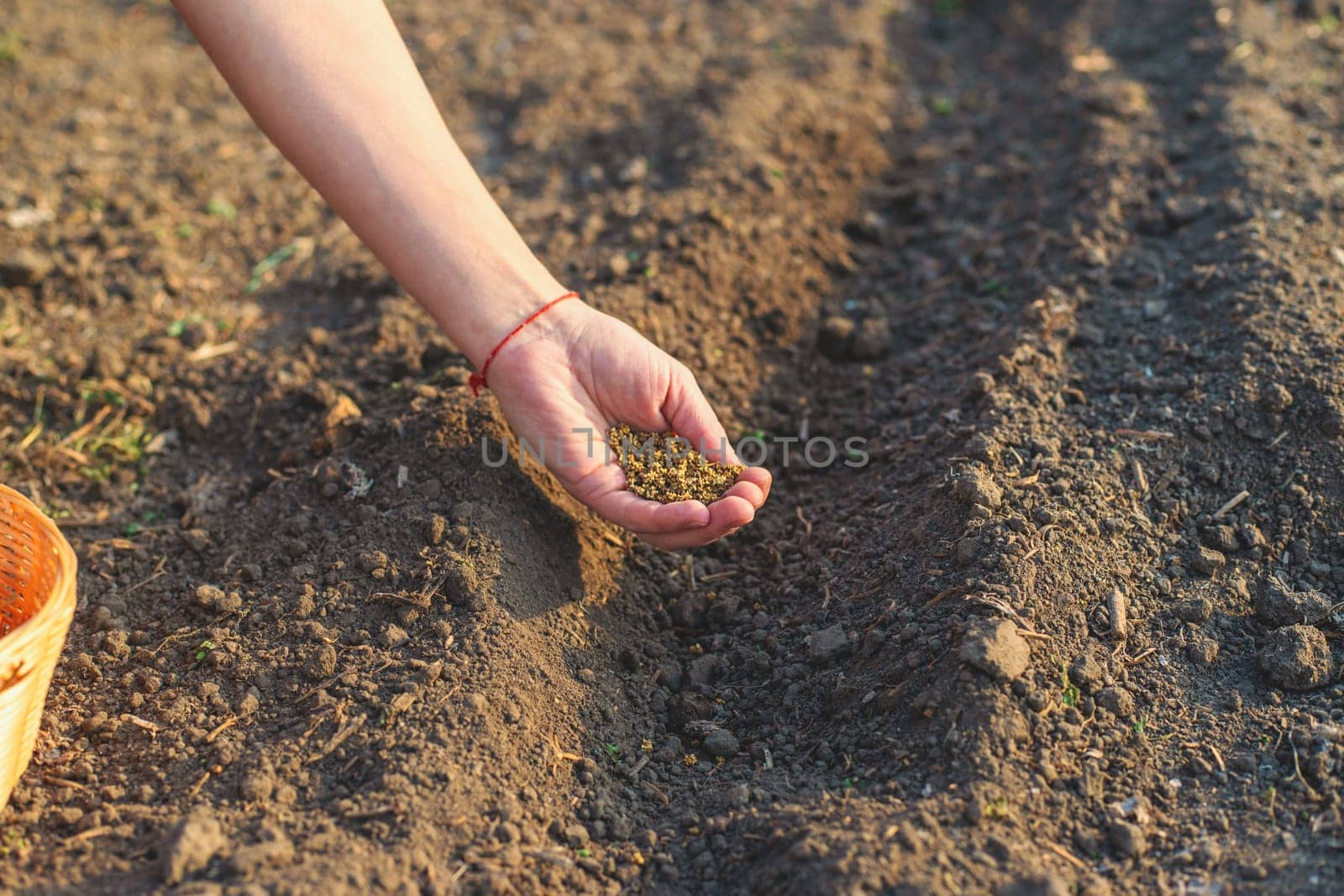 sowing beets in the garden. Selective focus. nature.