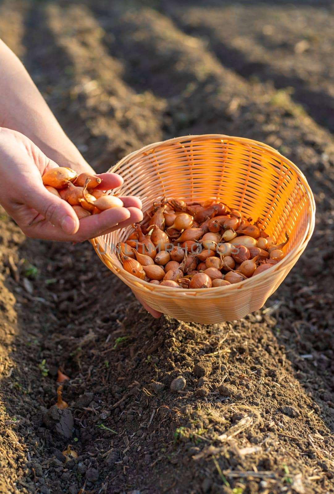 planting onions in the garden. Selective focus. nature.