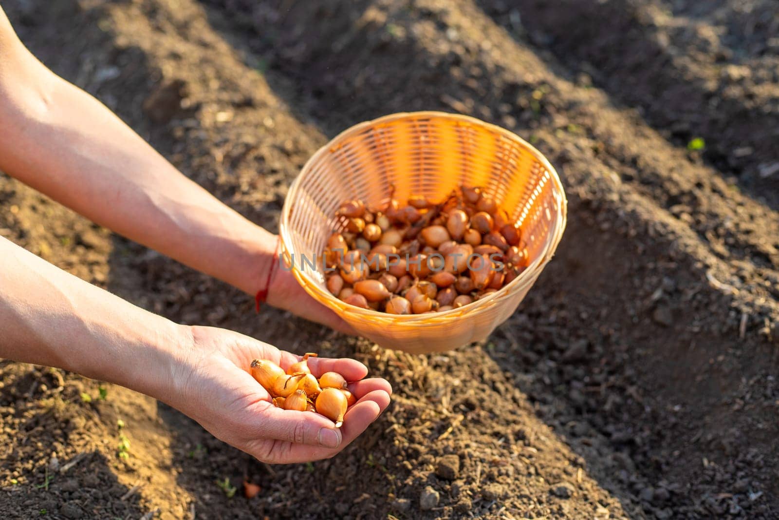 planting onions in the garden. Selective focus. nature.