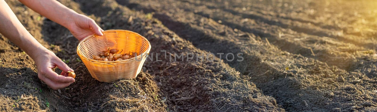 planting onions in the garden. Selective focus. nature.