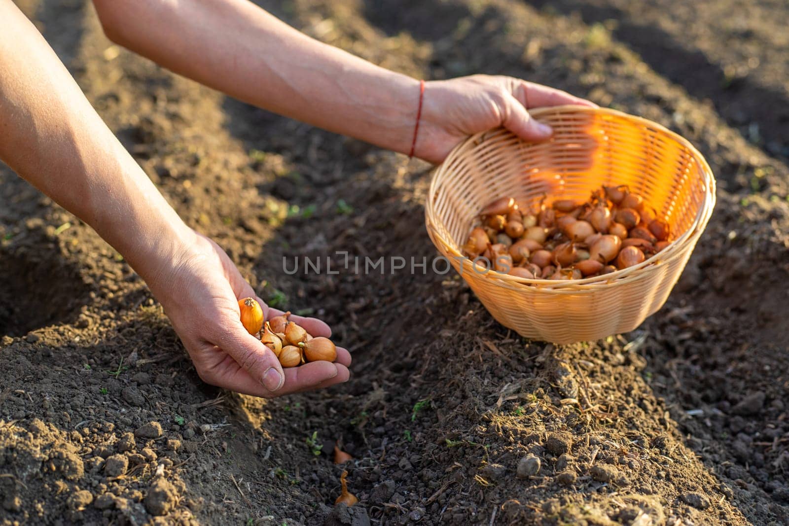 planting onions in the garden. Selective focus. nature.