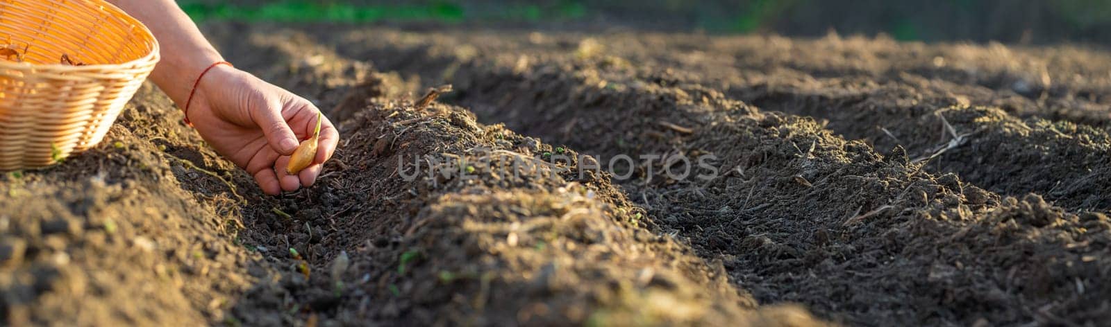 planting onions in the garden. Selective focus. nature.