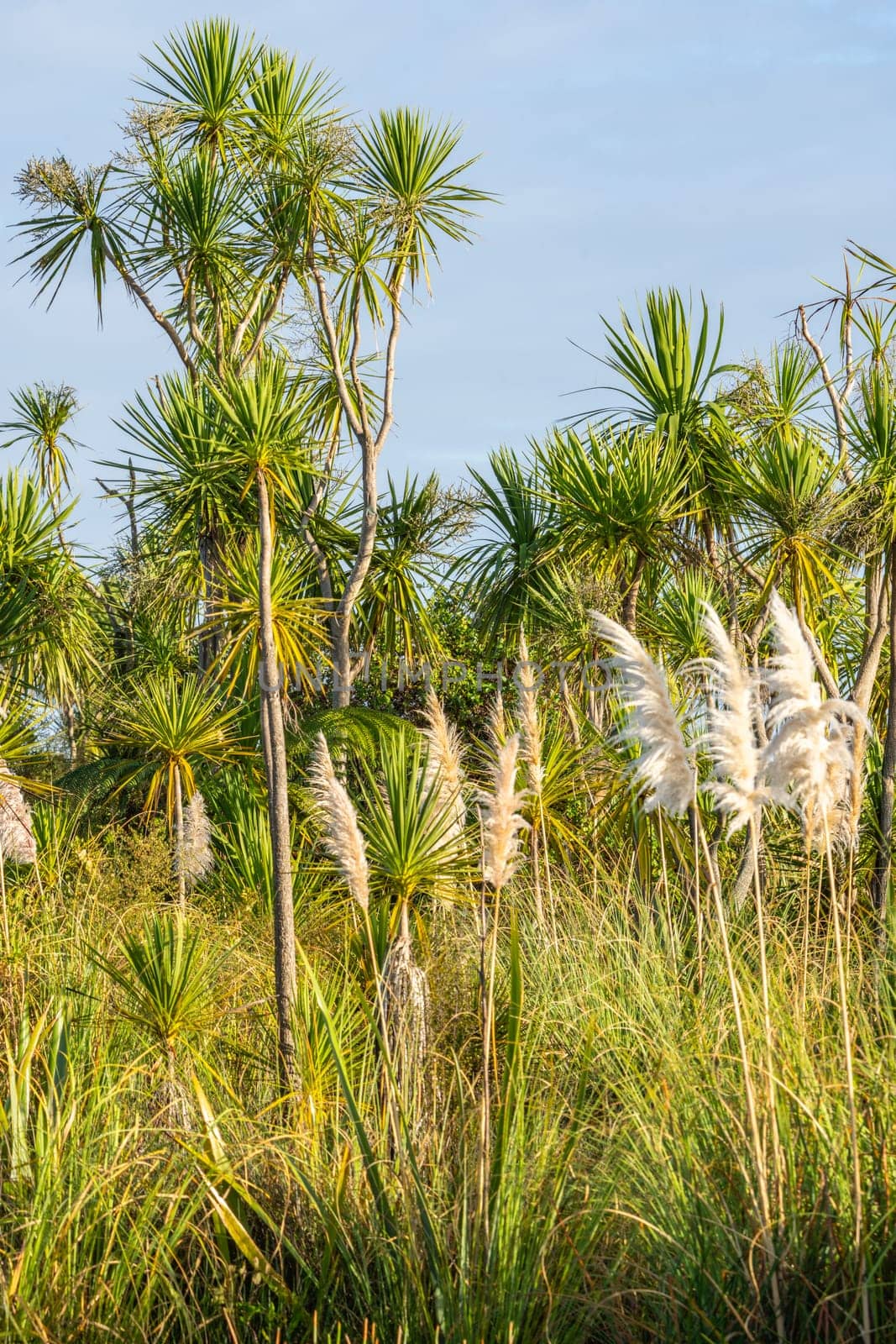 Wetland vegetation comprising New Zealand cabbage tree and pampas grass in vertical composition at Kaituna Wetland in Bay of Plenty New Zealand.