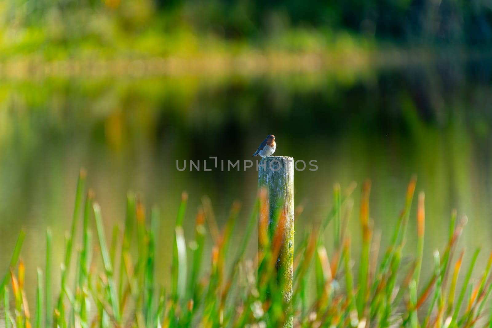 Welcome swallow on post in Kaituna Wetland.