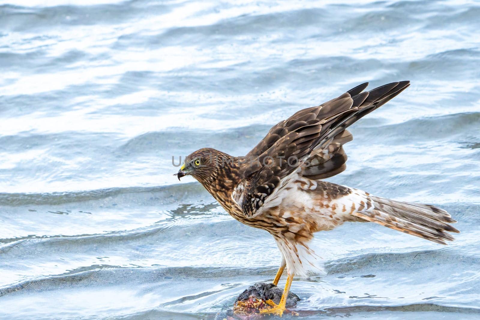 Australasian harrier or Circus approximans with recently caught prey at waters edge making a meal of it in Tauranga New Zealand.