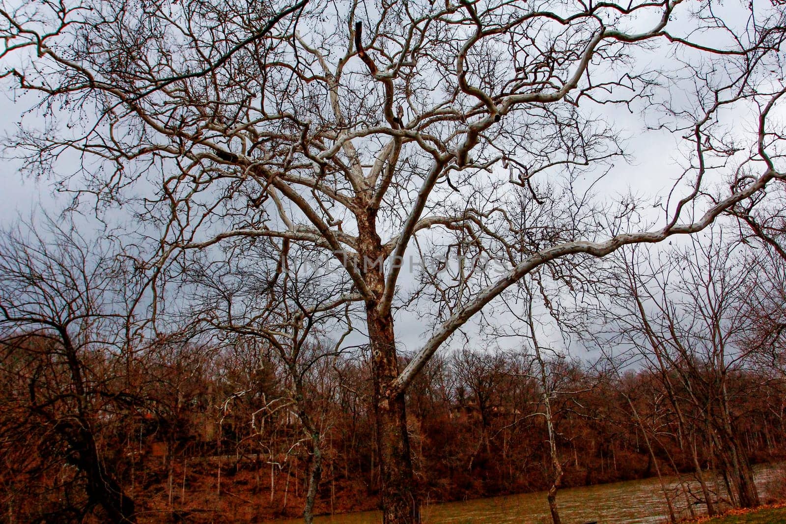 Views of Scioto Park in Late Winter, Dublin, Ohio