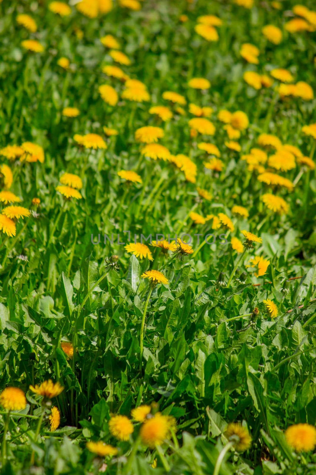 dandelion meadow in the countryside. beautiful nature landscapes with blooming dandelion flowers.