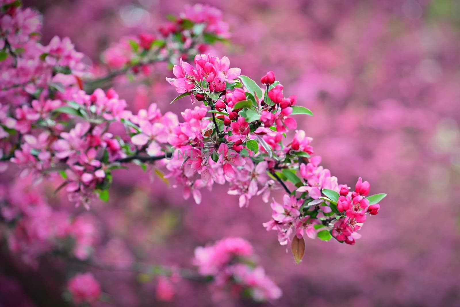 Beautiful blooming pink spring tree. Concept for spring time and nature. Blooming background in the park
