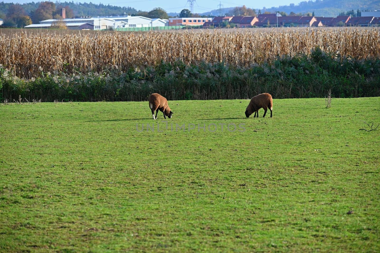Sheep grazing in the field. Concept for animals and agriculture.