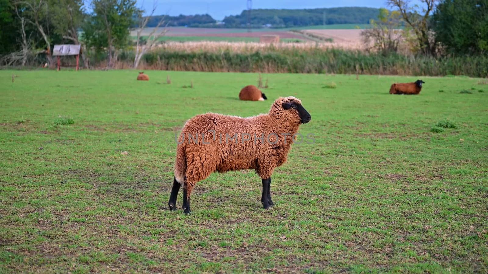 Sheep grazing in the field. Concept for animals and agriculture.