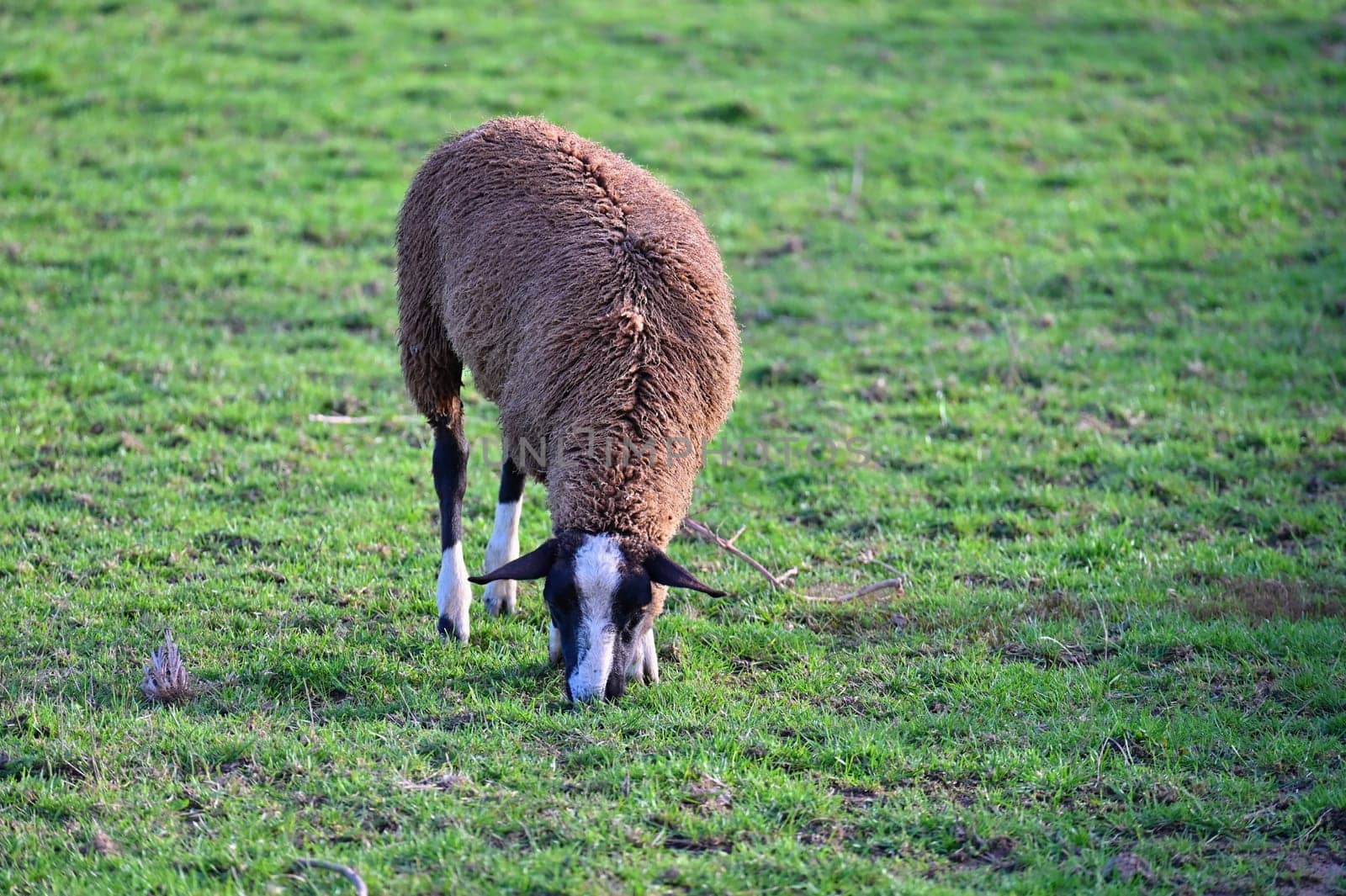 Sheep grazing in the field. Concept for animals and agriculture.