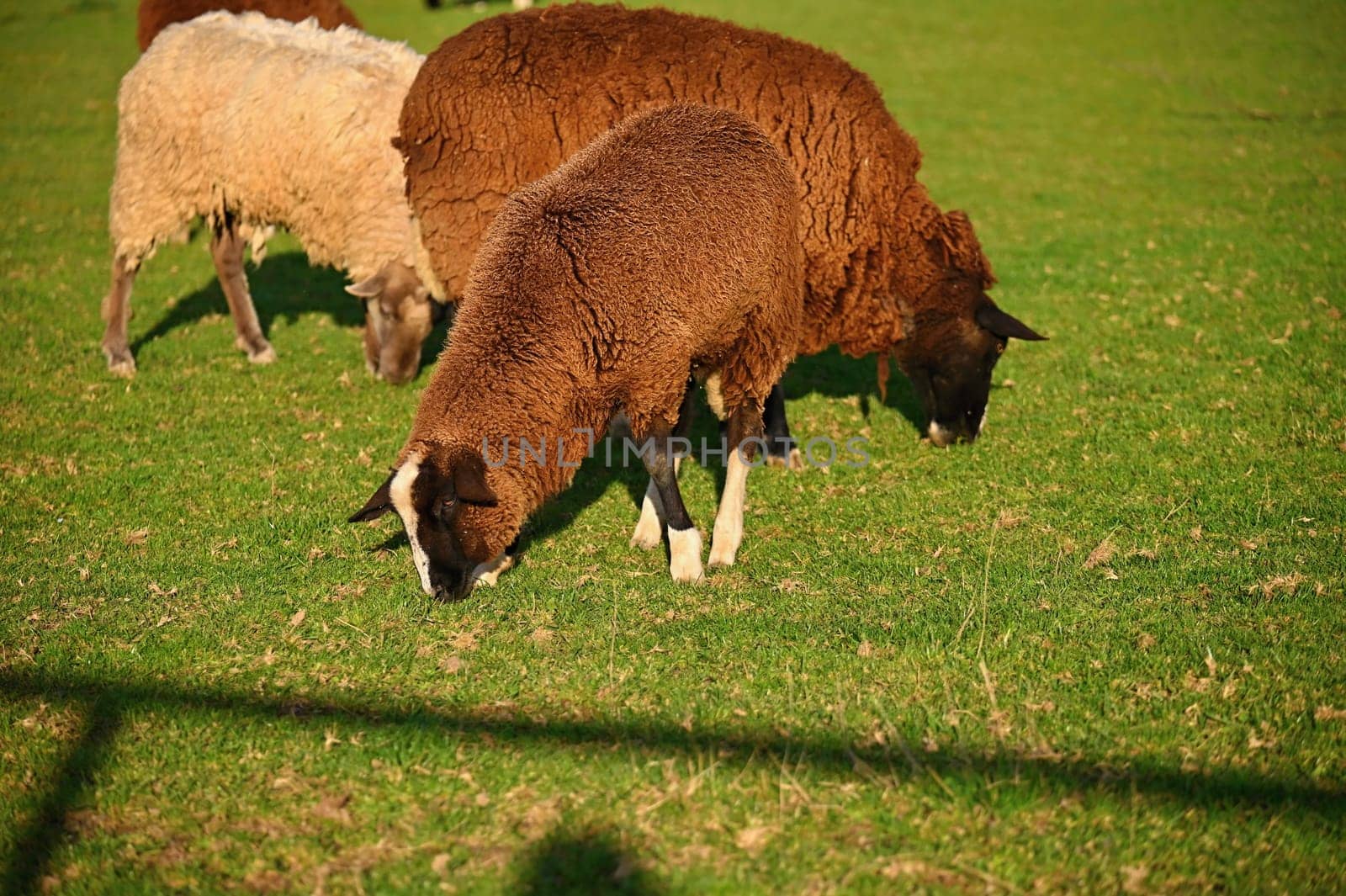 Sheep grazing in the field. Concept for animals and agriculture.