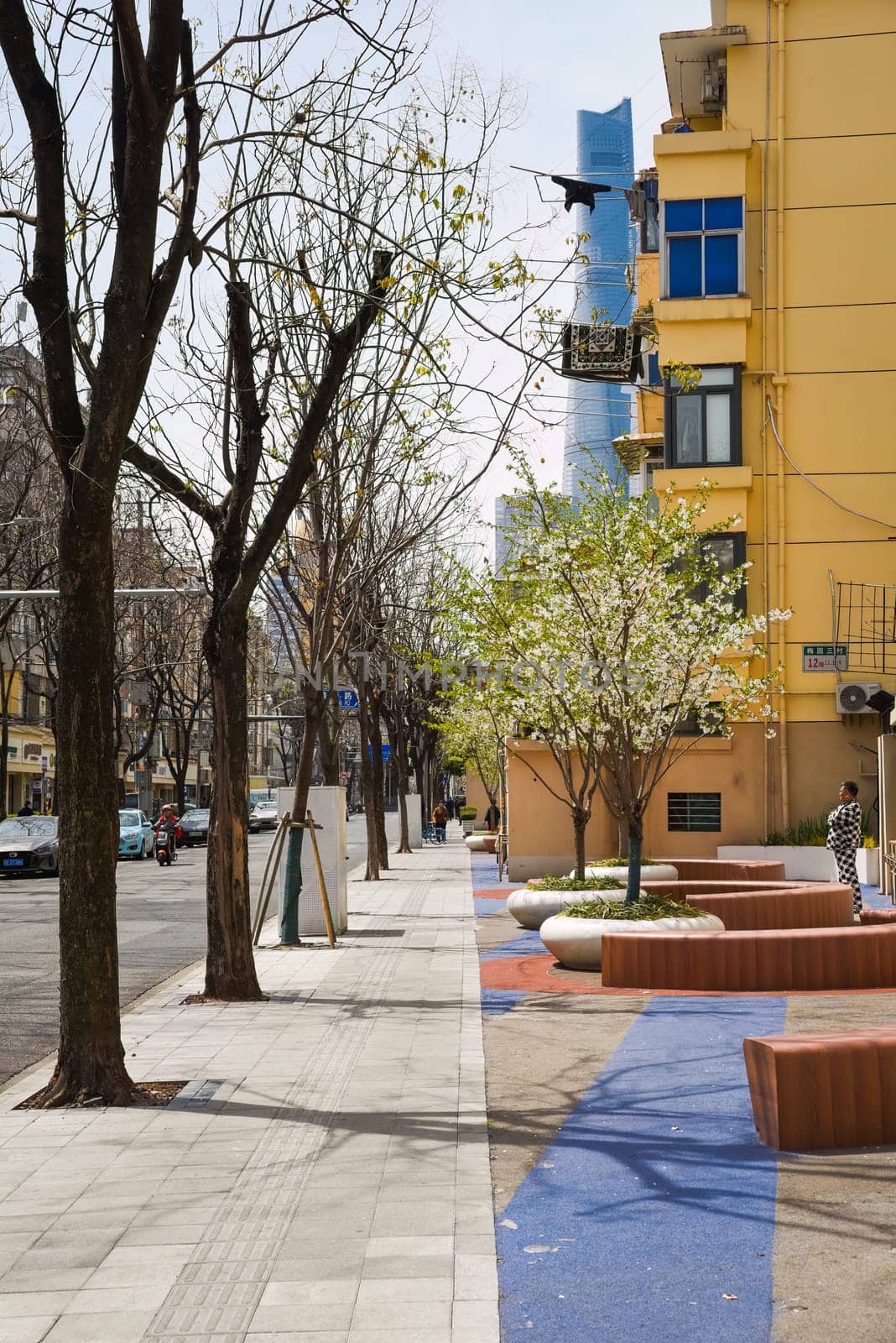 Shanghai, China - 1 April 2025: Springtime street scene in Pudong with blooming trees, modern benches, and residential buildings against a skyline view