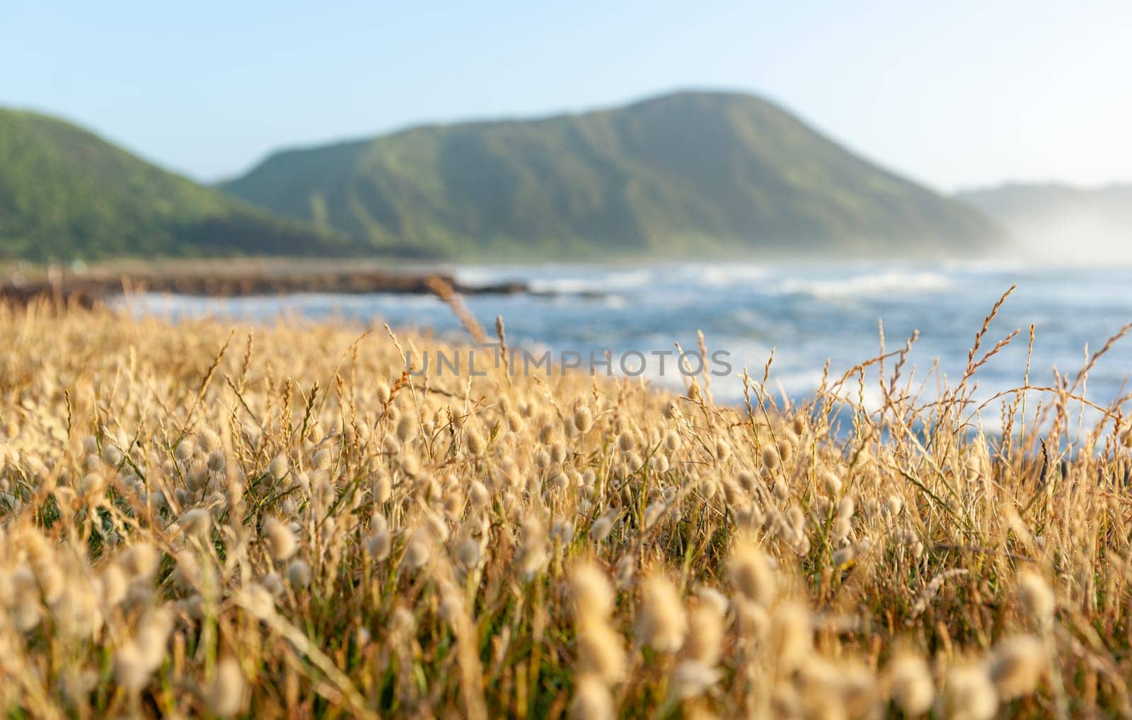 Beach vegetation selective focus grasses with blurry landscape background