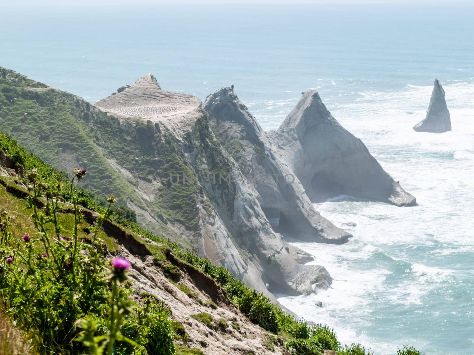 New Zealand coastal scene and off-shore rocks with gannet colony at Cape Kidnappers.