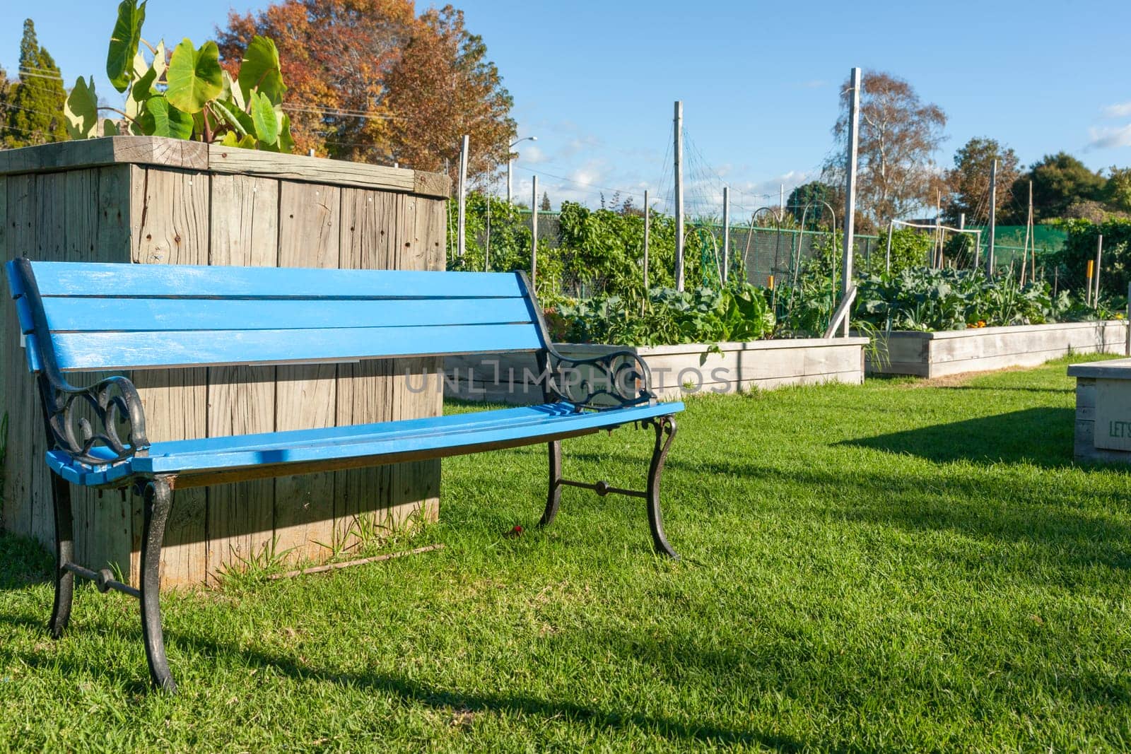 Blue bench seat in sunny Community gardens area in Tauranga New Zealand..