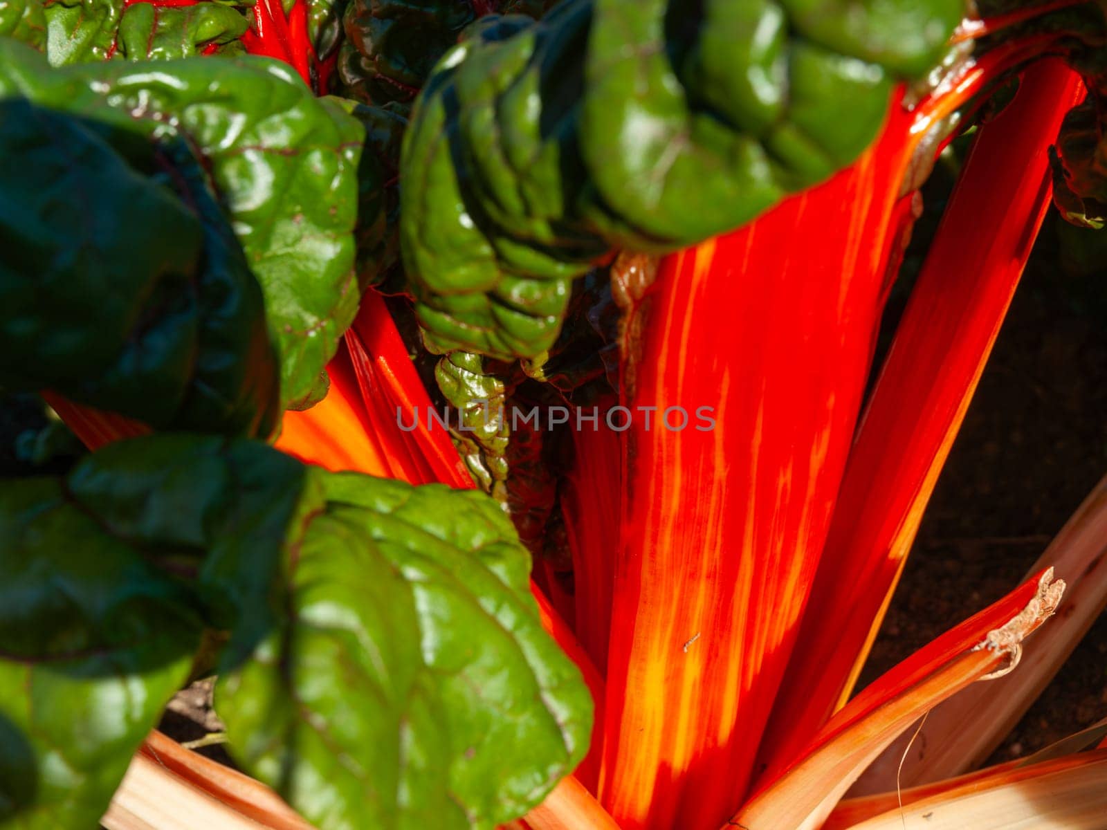 Bright red stems and green leaf of swiss chard close up