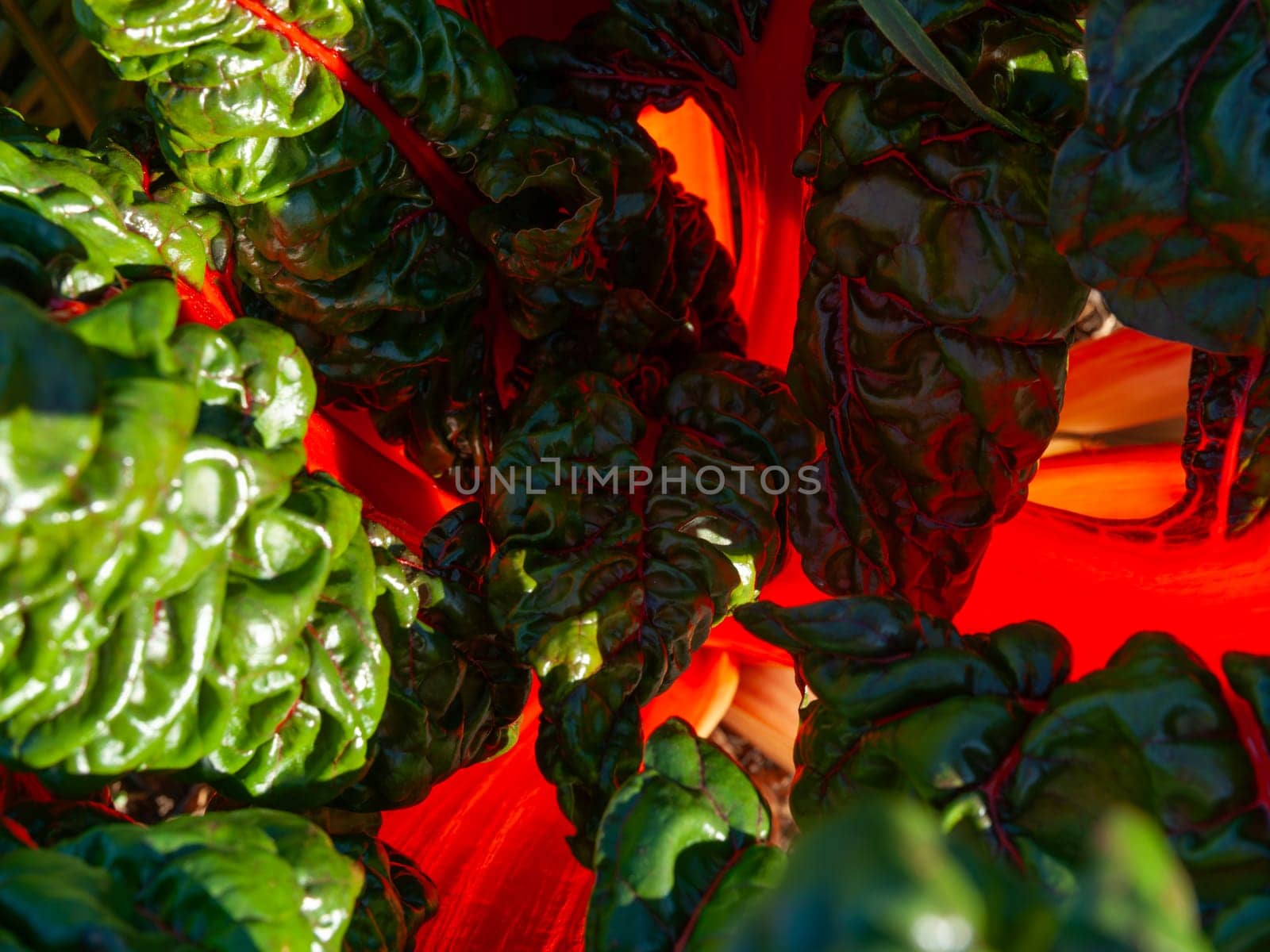 Bright red stems and green leaf of swiss chard close up