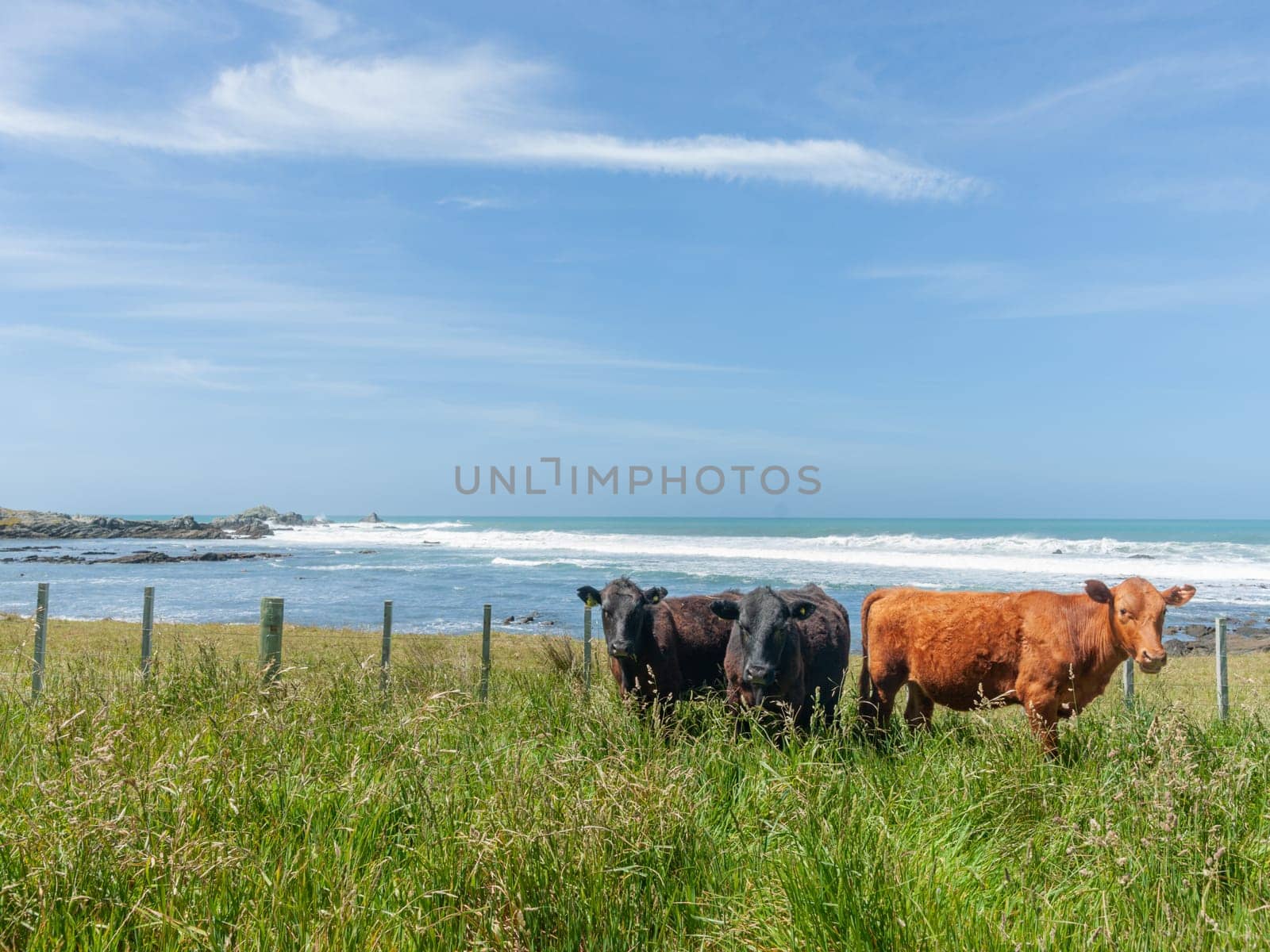 Diversity red and black. Cattle in coastal paddock in New Zealand.