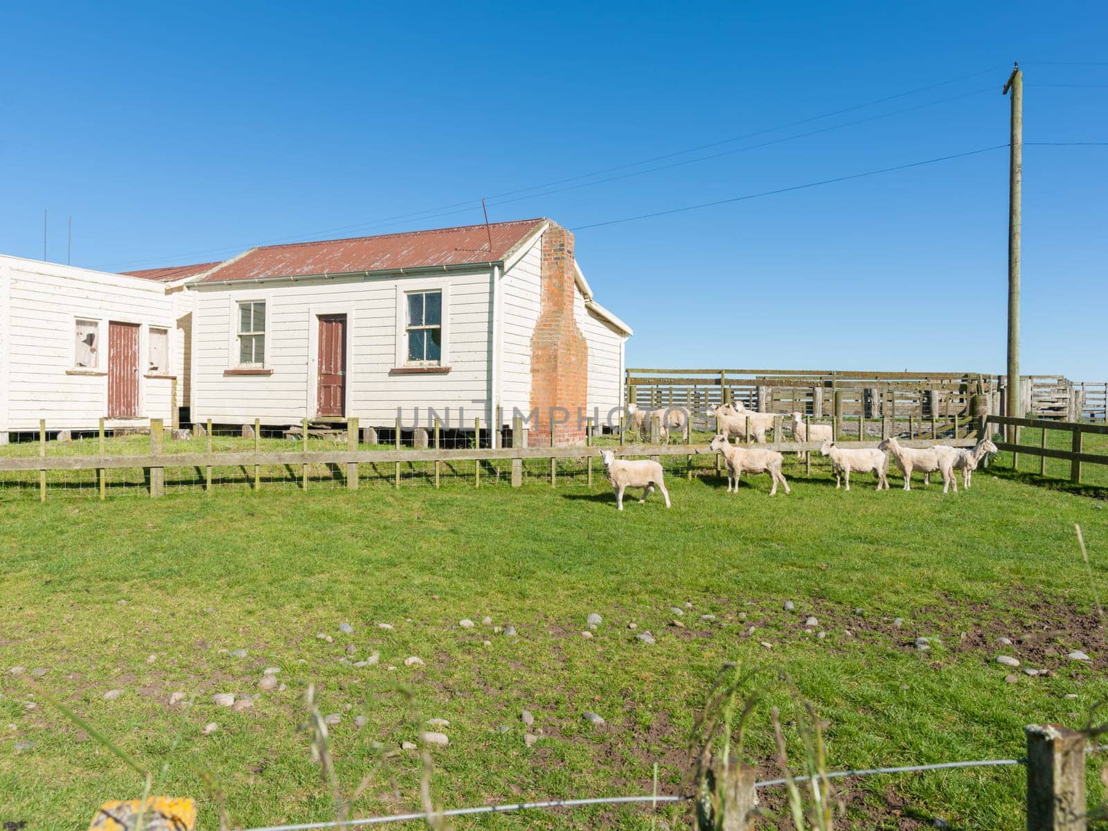 Typical farm building surrounded by sheep under blue sky in rural New Zealand.