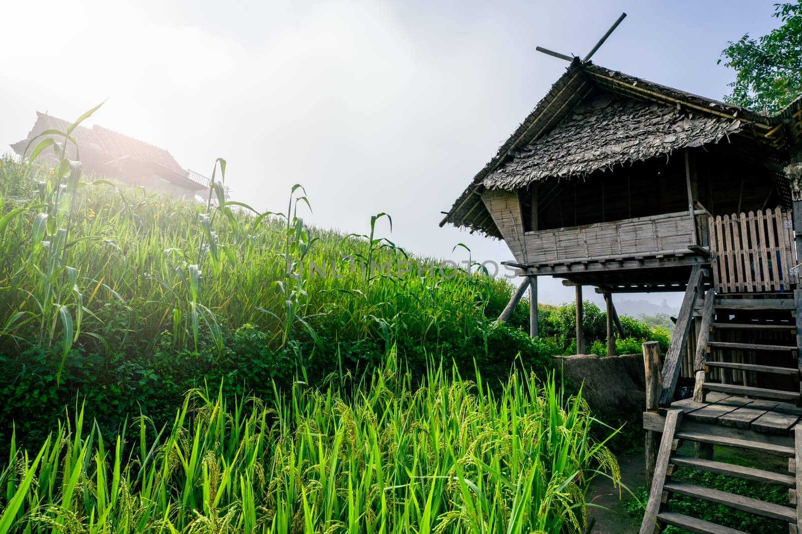 Traditional bamboo house in foggy mountain rice fields in southeast Asia. Countryside lifestyle and local homestay in rural nature. Traditional life, eco tourism, and cultural travel destinations.
