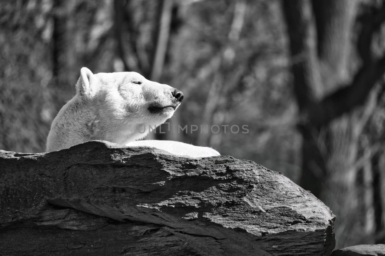in black and white a polar bear lies relaxed on a rock and enjoys the sun. Nature shot with a focus on wild animals, tranquility and animal behavior in the wild.