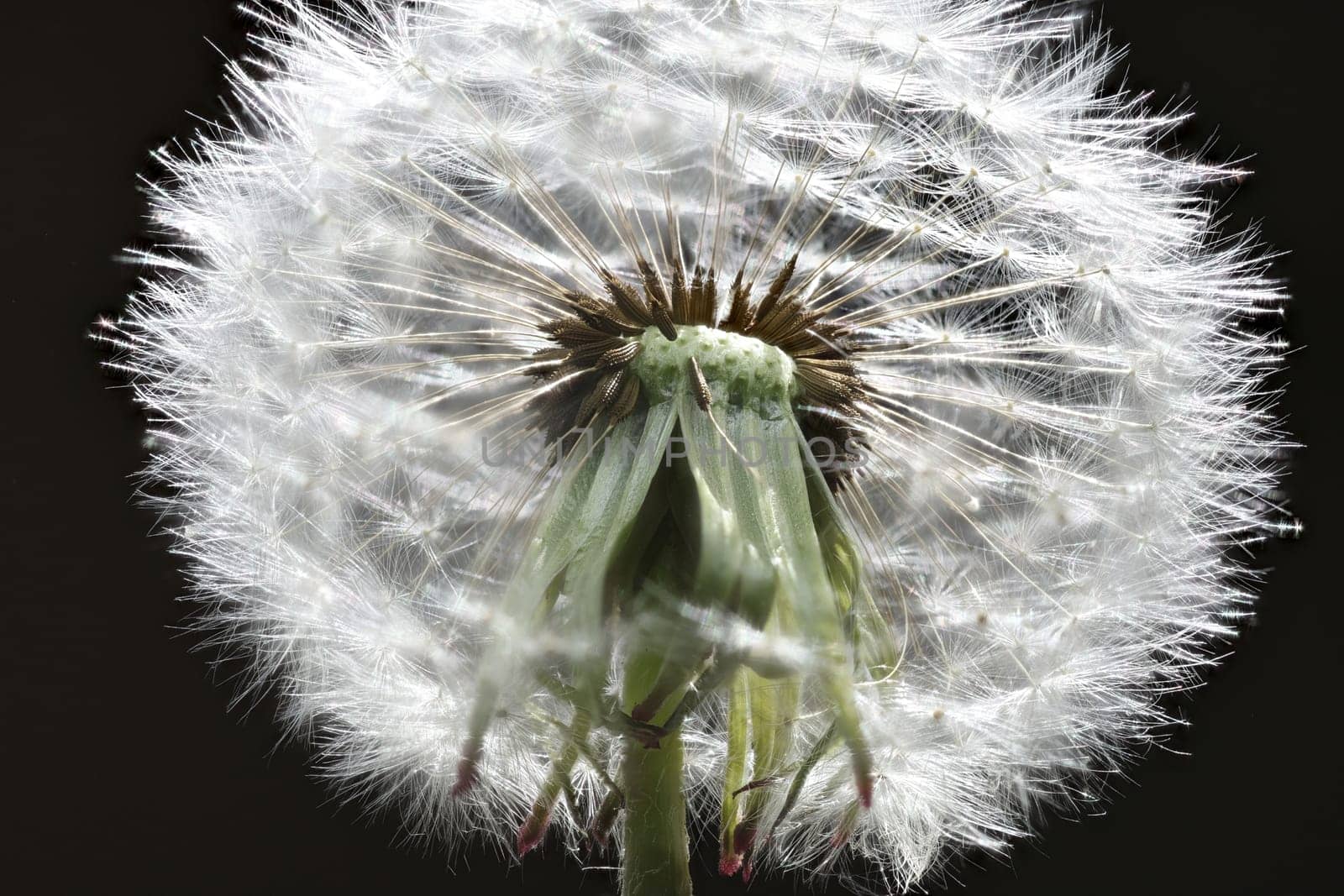 white blowball of a Dandelion in close up