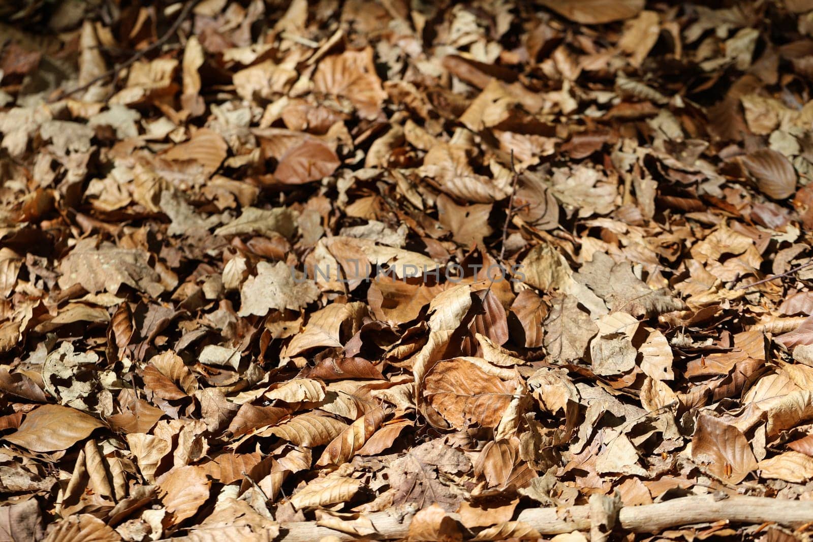Colorful autumnal leaves in the grass on forest ground