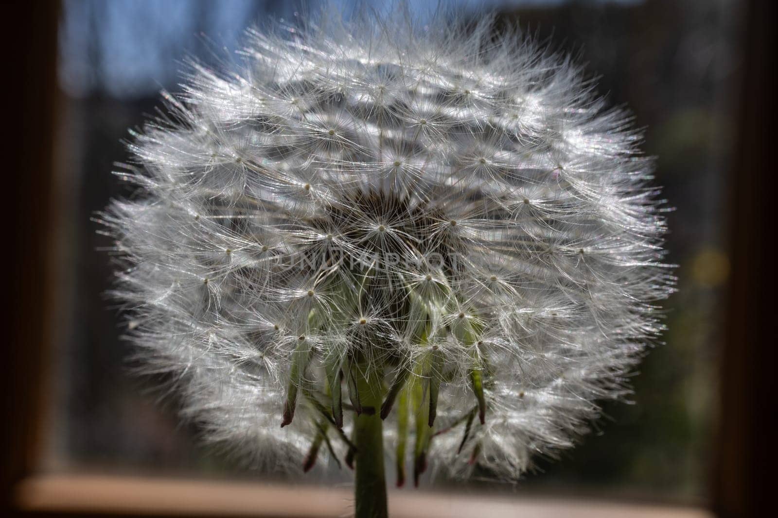 white blowball of a Dandelion in close up