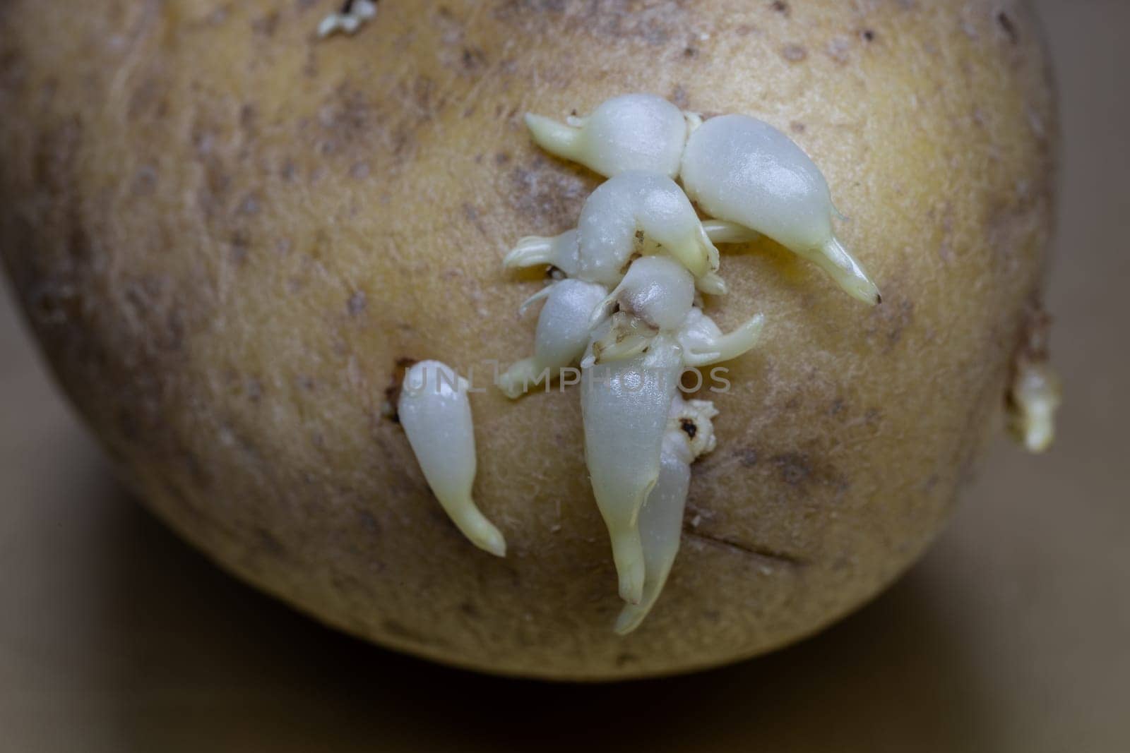 raw potatoes with  Potato germs for cooking