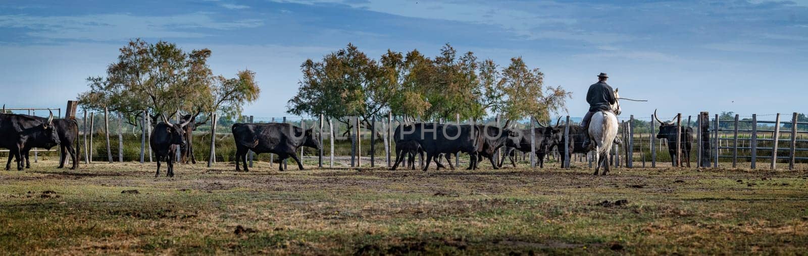 Cowboy carrying a long cattle prod near a herd of bulls, Camargue, France