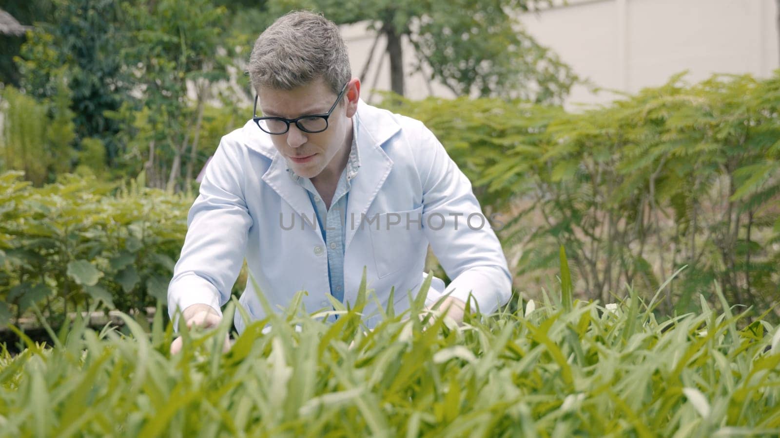 Biotechnology man engineer examining plant leaf for disease, Professional researcher agriculture scientist working to organic vegetable plant in greenhouse, analyze research quality