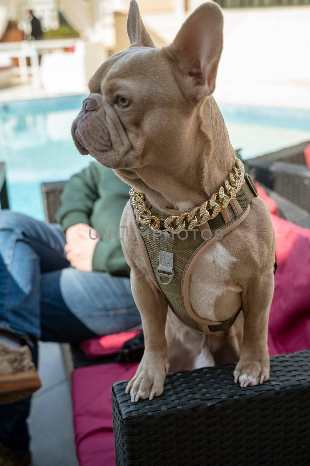French bulldog, nice shade of grey with white, with a gold chain on his neck. The dog is wearing a green bib and a gold chain with stones. Bulldog in a cafe on the street
