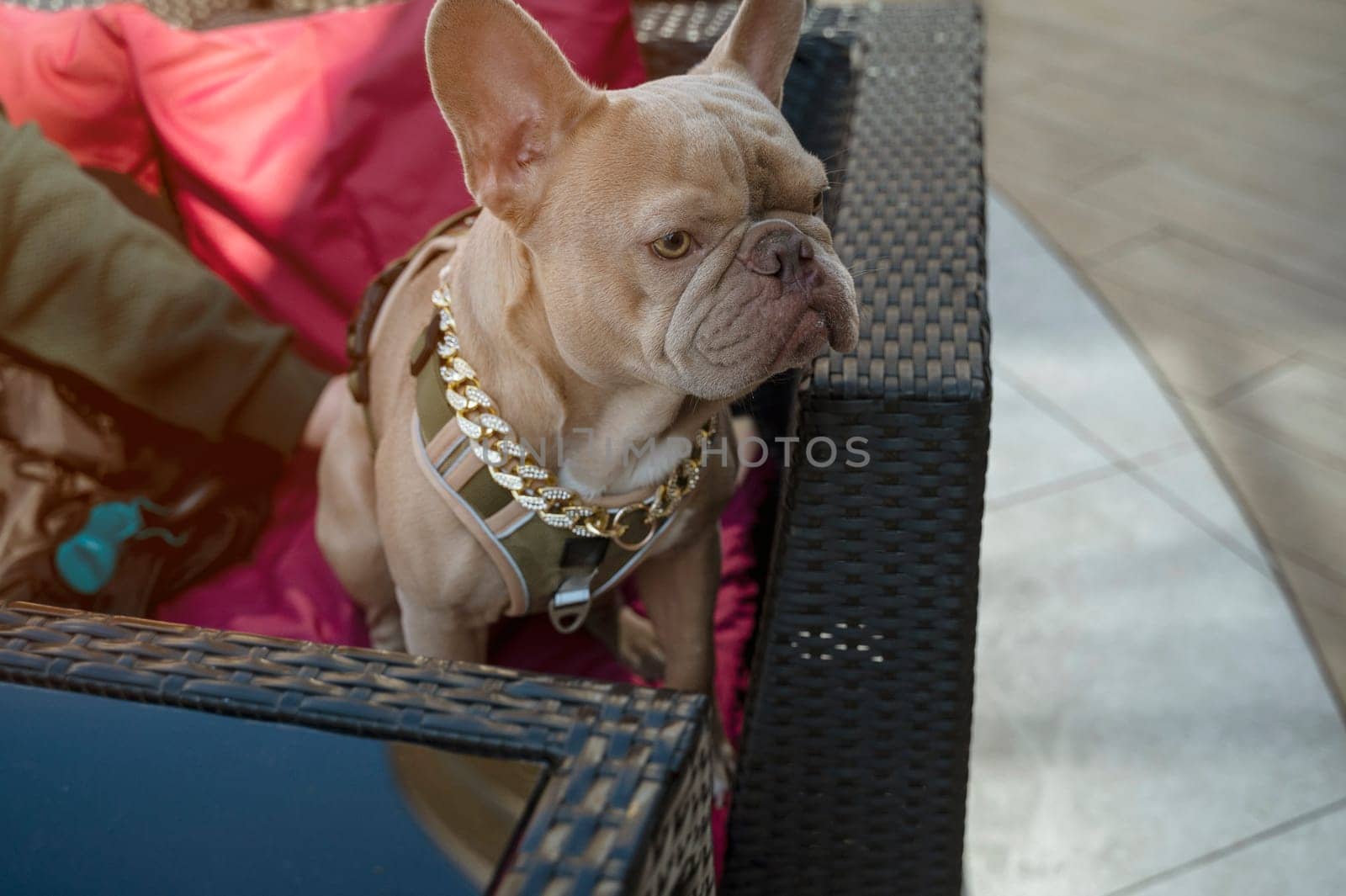 Grey french bulldog with his owner in cafe, on the street on the sofa. Only the owner's hand is visible. The dog is wearing a gold chain with stones and a modern dark green leash. A sweet moment.