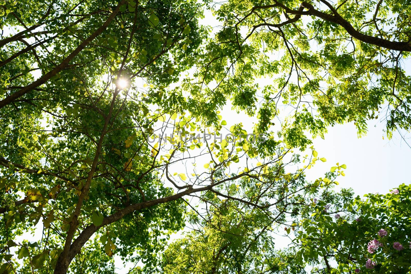 Lush tree branches with bright sun filtering through during a beautiful forest day.