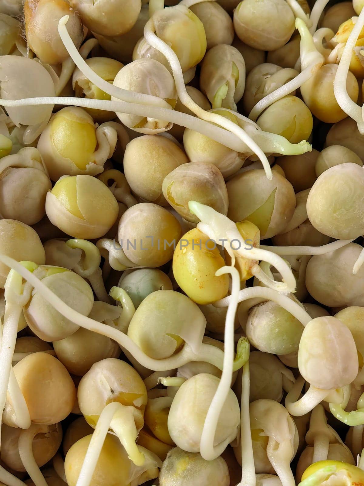 Close-up image of chickpeas sprouting, highlighting the early stages of growth with emerging roots and shoots. Healthy eating, agriculture, and plant growth concepts. Made on smartphone