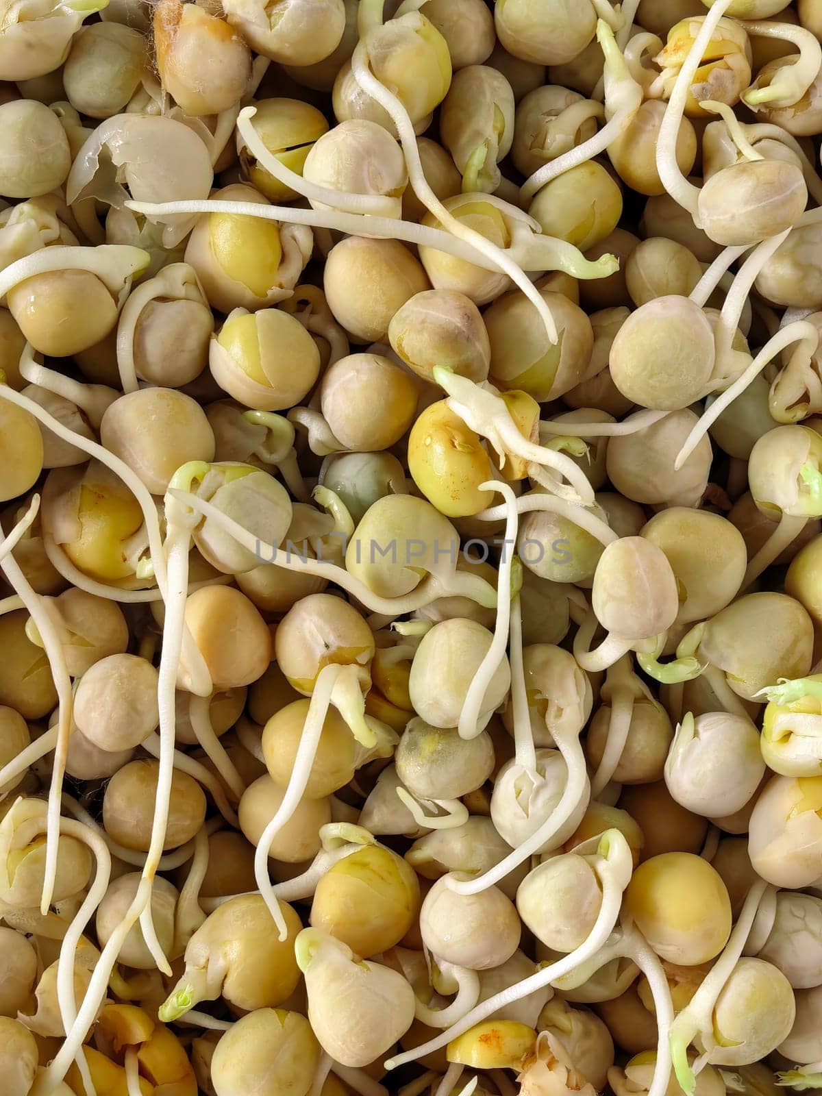 Close-up image of chickpeas sprouting, highlighting the early stages of growth with emerging roots and shoots. Healthy eating, agriculture, and plant growth concepts. Made on smartphone
