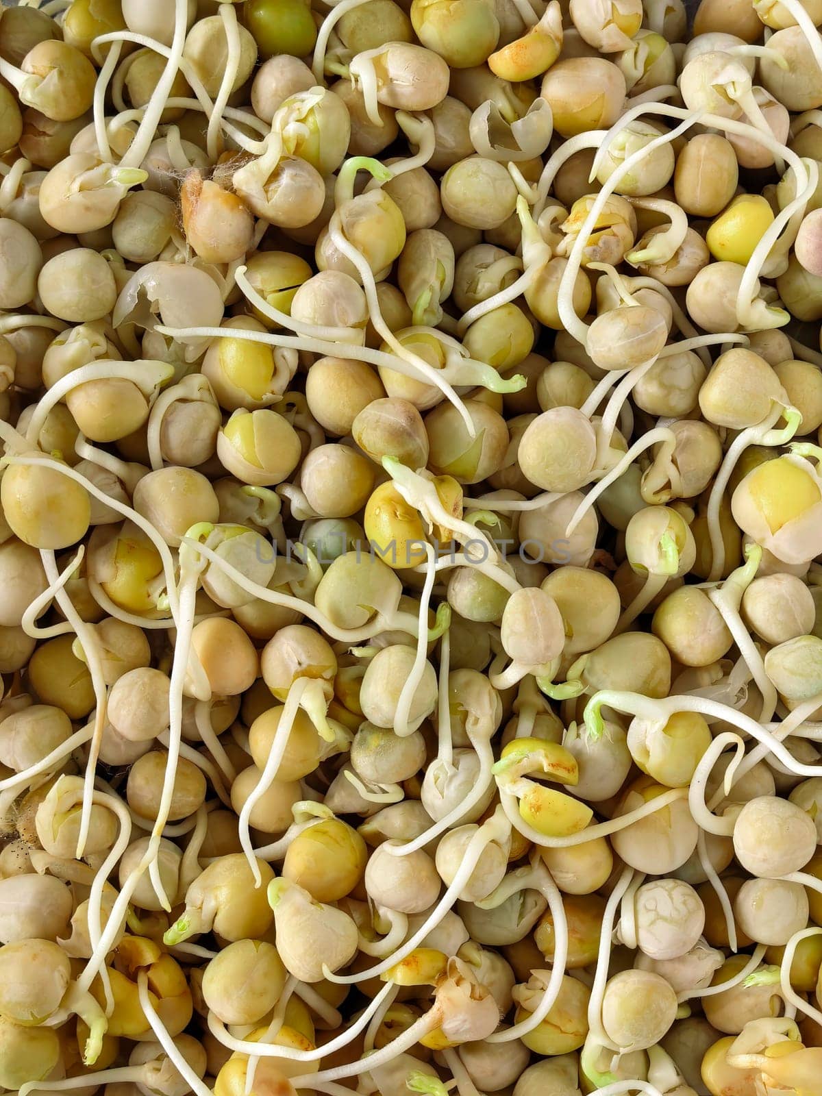 Close-up image of chickpeas sprouting, highlighting the early stages of growth with emerging roots and shoots. Healthy eating, agriculture, and plant growth concepts. Made on smartphone