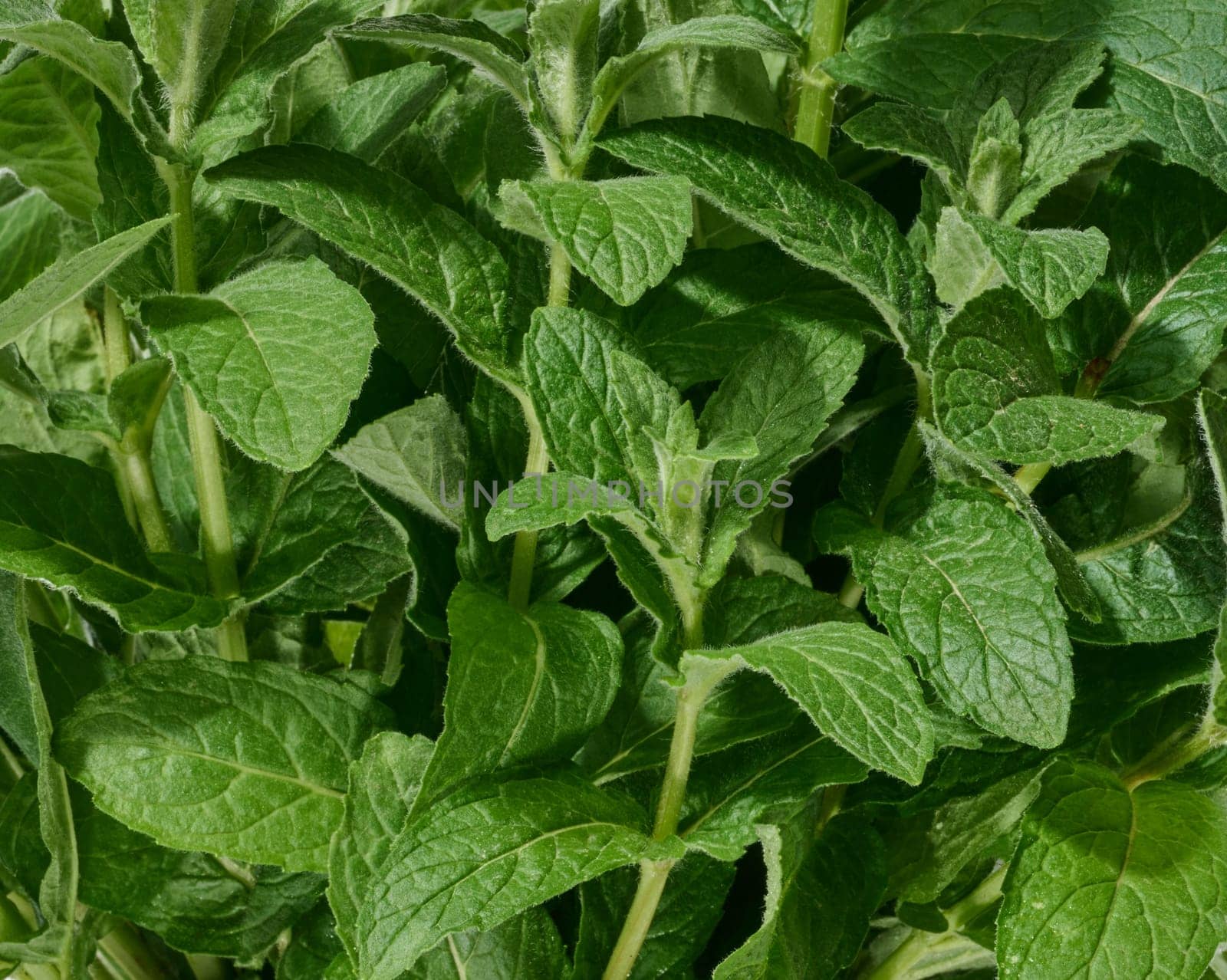 A close-up view of fresh green mint leaves. Lush, vibrant, and healthy mint stems, ideal for culinary or herbal concepts