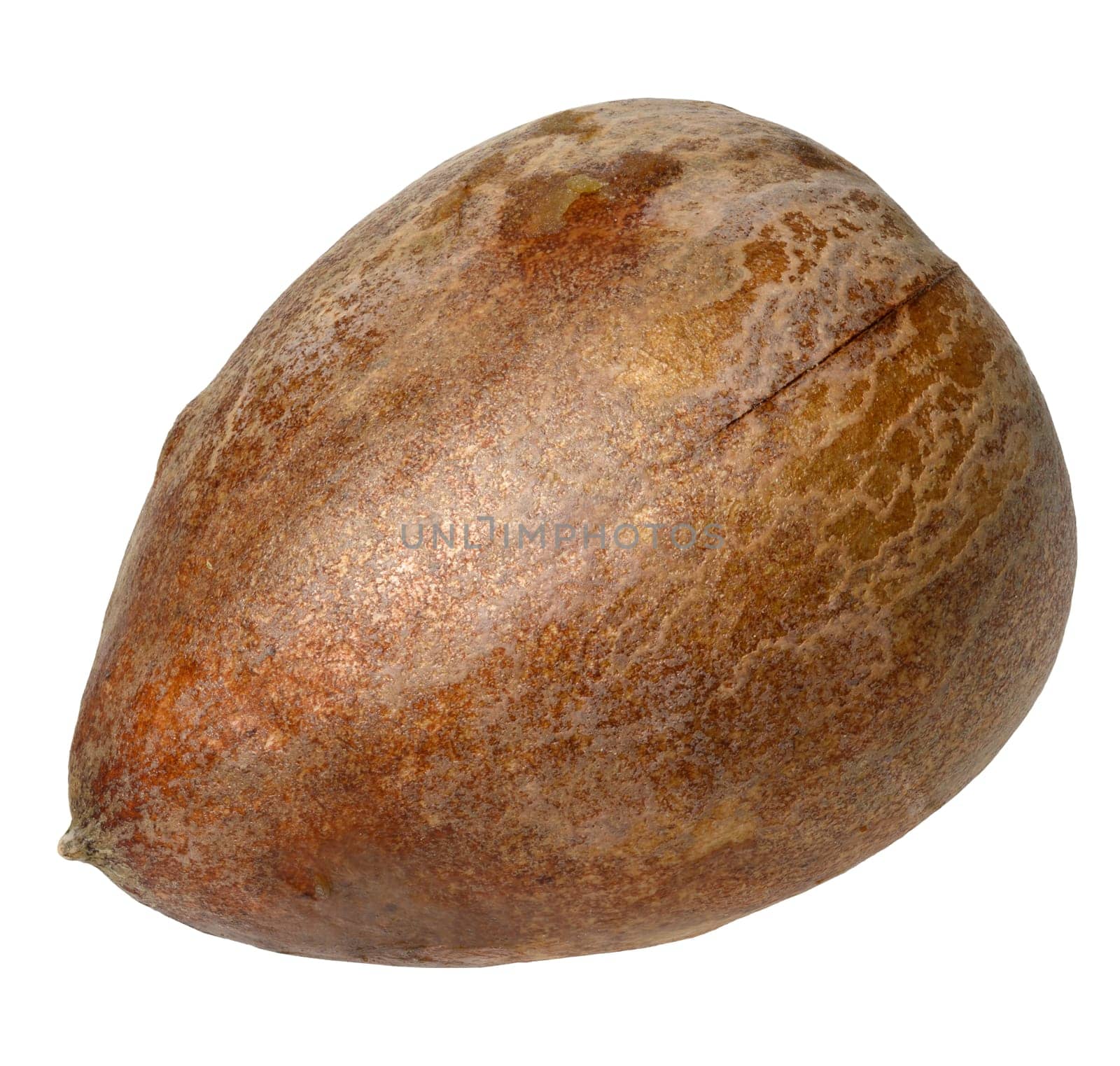 Whole brown avocado pit on isolated background, close up