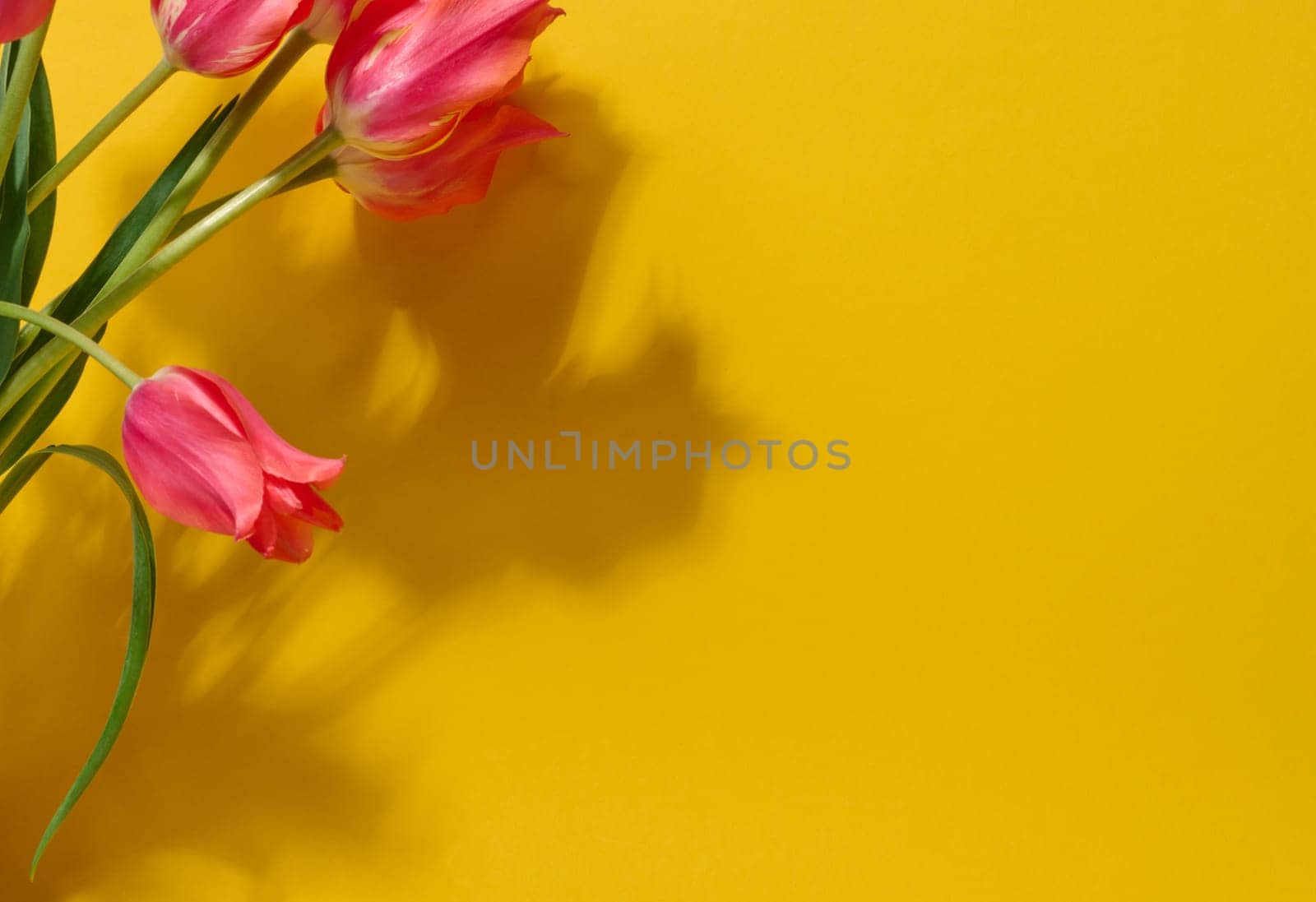 A bunch of vibrant pink tulips with ruffled petals and green stems lies on a soft light green background, copy space