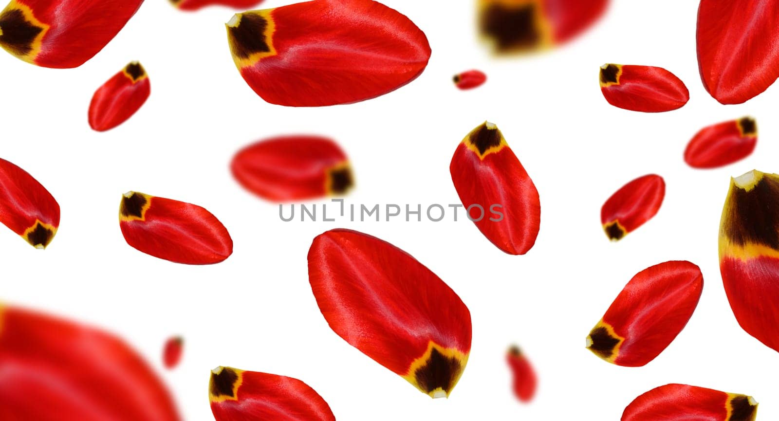 Red tulip petals falling on isolated background