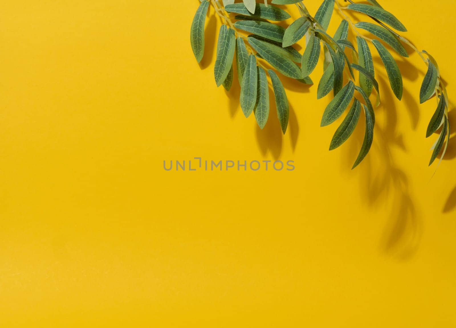 Yellow background with green branch and shadow from it, place for product display and advertising
