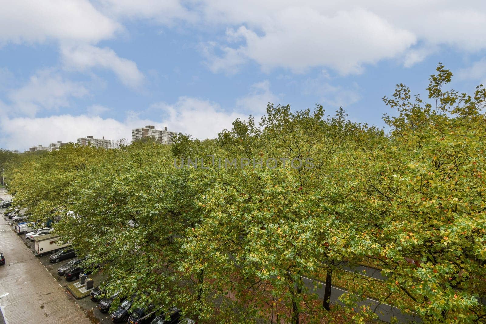 A vibrant display of lush green trees lining a city street, contrasting against urban buildings and a clear blue sky, creating a refreshing urban landscape.